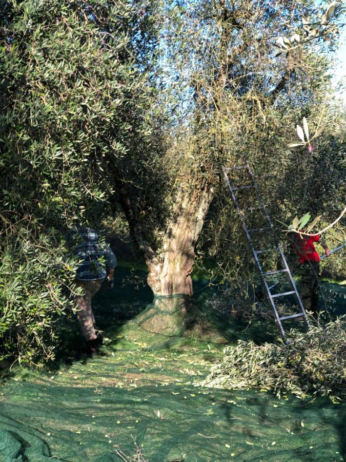 Il Borghetto Andrea Tafi ξενώνας Lamporecchio Εξωτερικό φωτογραφία